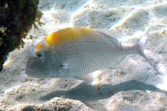 Sheepshead Porgy photo 4