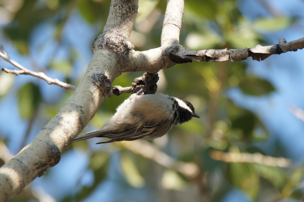 Black-capped Chickadee