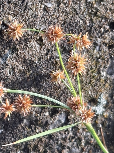 Rhynchospora holoschoenoides observed 2026-08-03