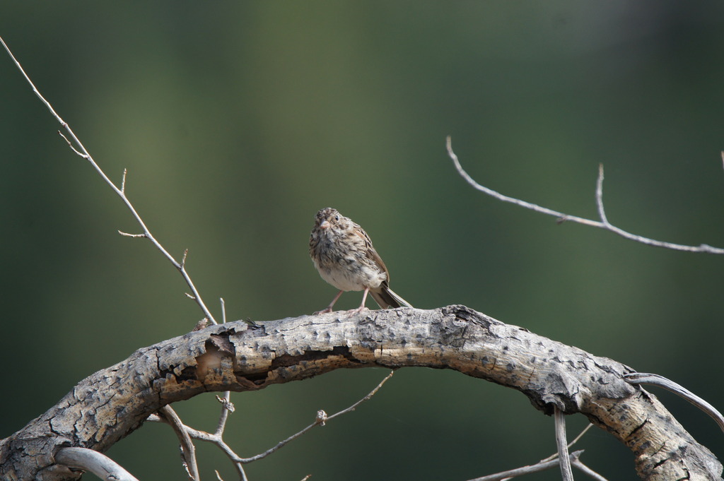 Western Vesper Sparrow