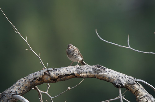 Western Vesper Sparrow