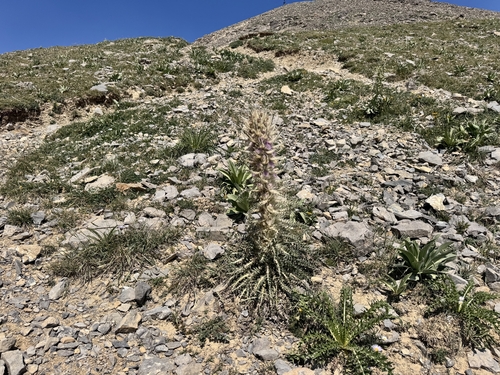 Cirsium scariosum, photograph 5