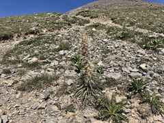 Cirsium scariosum, photograph (c) Matt Lavin, some rights reserved (CC BY-SA)