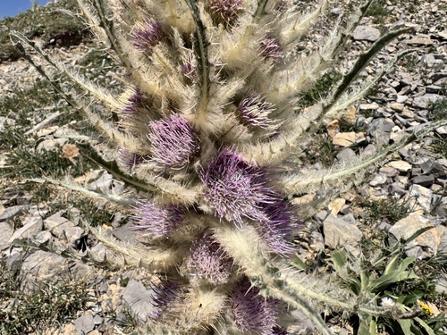 Cirsium scariosum, photograph 6