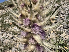 Cirsium scariosum, photograph (c) Matt Lavin, some rights reserved (CC BY-SA)