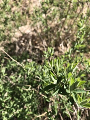 Aloysia gratissima