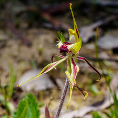 Caladenia villosissima