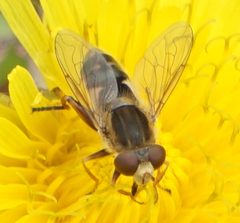 Anasimyia bilinearis
