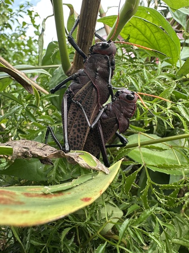 Reticulate lubber grasshopper