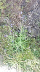 Anchusa