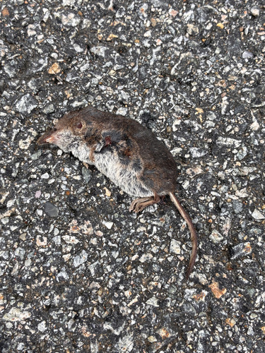 Masked Shrew observed by sbritton