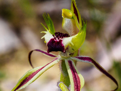 Caladenia villosissima