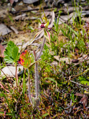 Caladenia villosissima