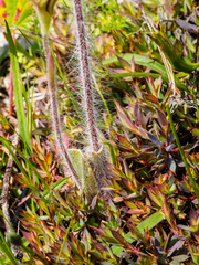 Caladenia villosissima