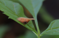 Enchenopa squamigera