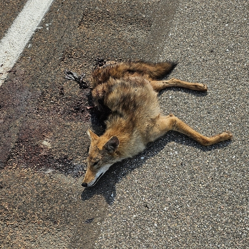 Coyote