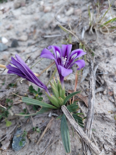 Babiana cuneata