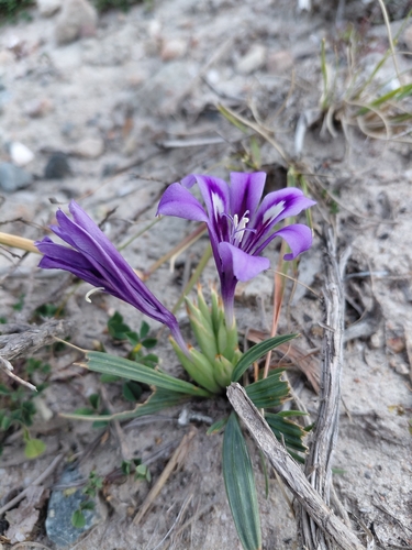 Babiana cuneata