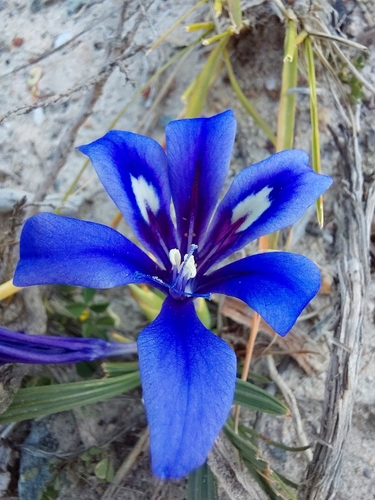 Babiana cuneata