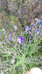 Anchusa