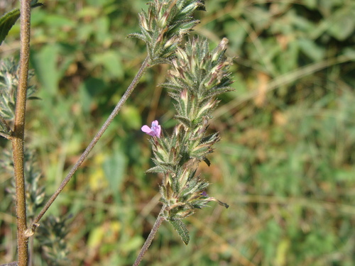 Loeselia glandulosa