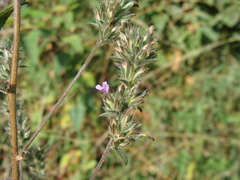 Loeselia glandulosa
