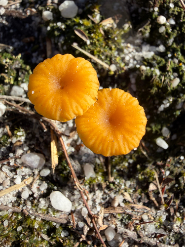 Yellow Navel
