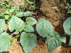 Cissus verticillata, photograph (c) Alexis López Hernández, some rights reserved (CC BY)