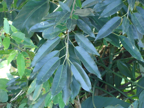 Ficus pertusa, photograph 1