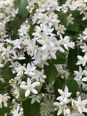 Magnoliopsida