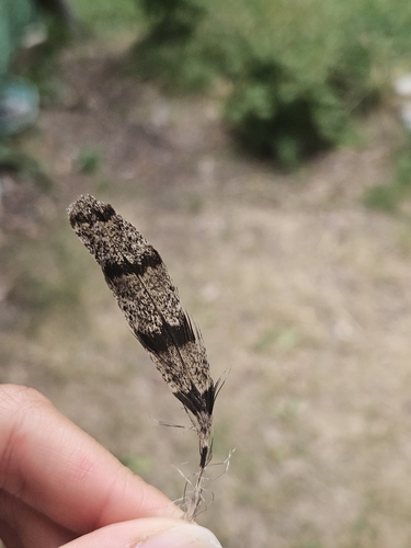 Plume de Torcol fourmilier