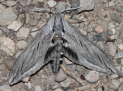 Asellus Sphinx