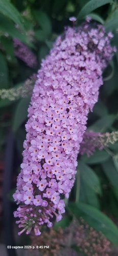 Butterfly bush
