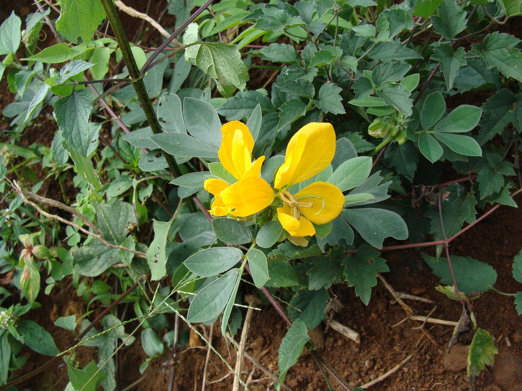 Senna hirsuta; photograph (c) Alexis López Hernández, some rights reserved (CC BY)