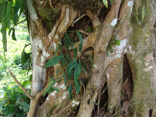 Philodendron anisotomum, photograph 4