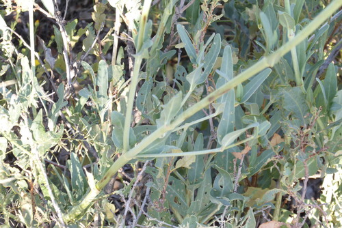 Red Cyphomeris