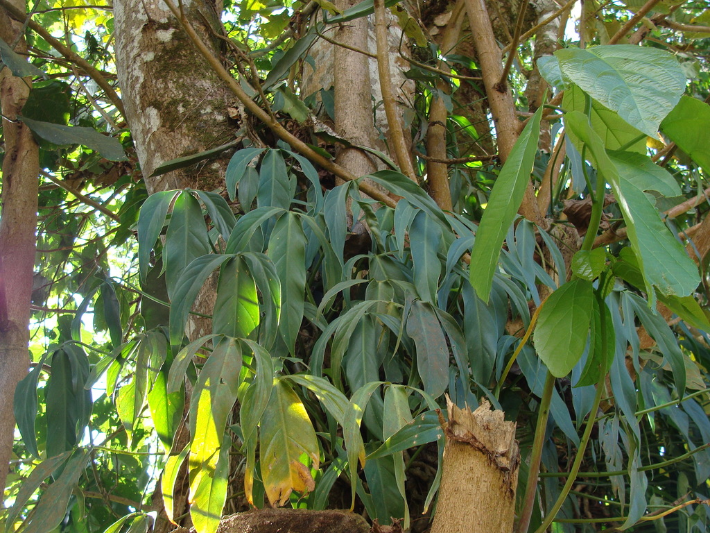 Philodendron anisotomum; photograph (c) Alexis López Hernández, some rights reserved (CC BY)