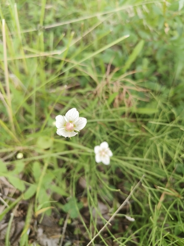 marsh grass-of-Parnassus