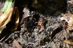 Pseudomethoca frigida