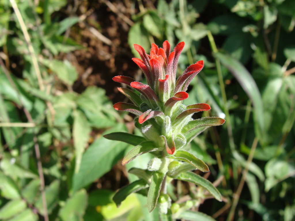 Castilleja arvensis; photograph (c) Alexis López Hernández, some rights reserved (CC BY)