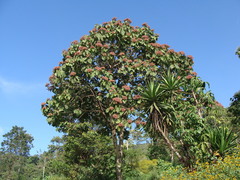 Heliocarpus americanus, photograph (c) Alexis López Hernández, some rights reserved (CC BY)