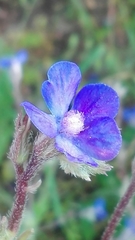 Anchusa