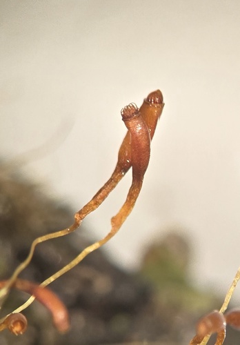 Trematodon ambiguus observed 2026-08-03