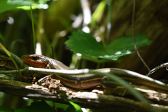 Plestiodon laticeps