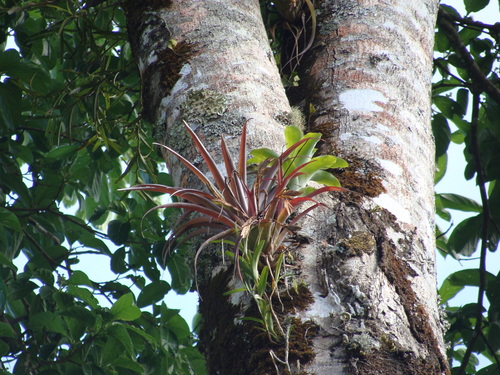 Tillandsia flabellata, photograph 1