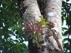 Tillandsia flabellata, photograph (c) Alexis López Hernández, some rights reserved (CC BY)