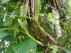 Prosthechea chondylobulbon