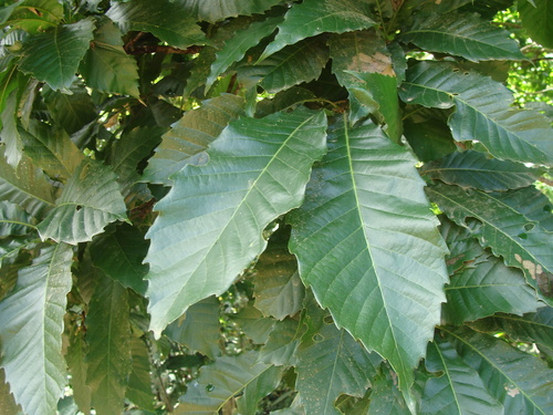 Quercus skinneri, photograph 5