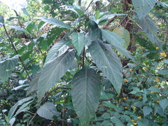Justicia aurea