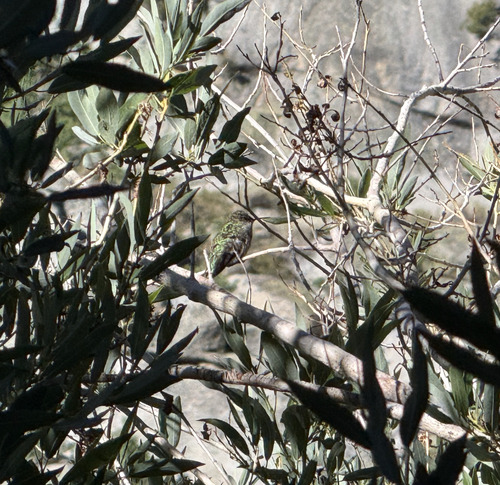 iNaturalist observation photo of Anna's Hummingbird